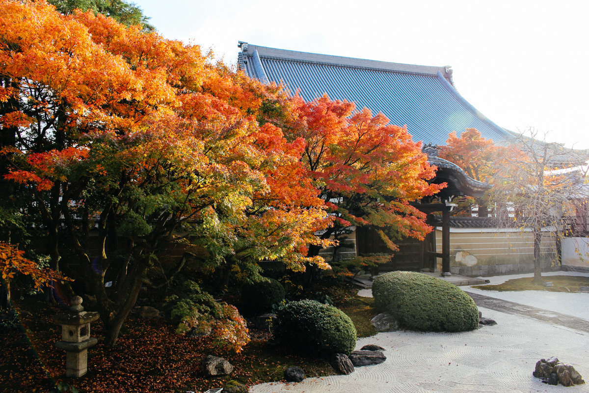 2018年秋 妙顯寺 1