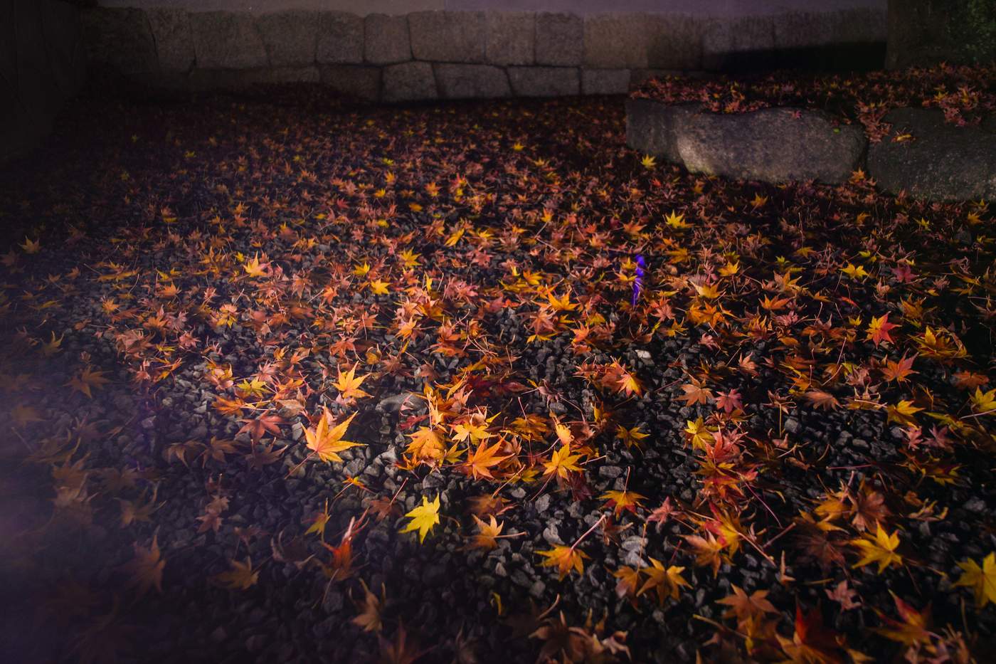 2019年秋 23