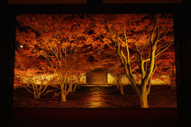 妙覺寺 紅葉のライトアップ